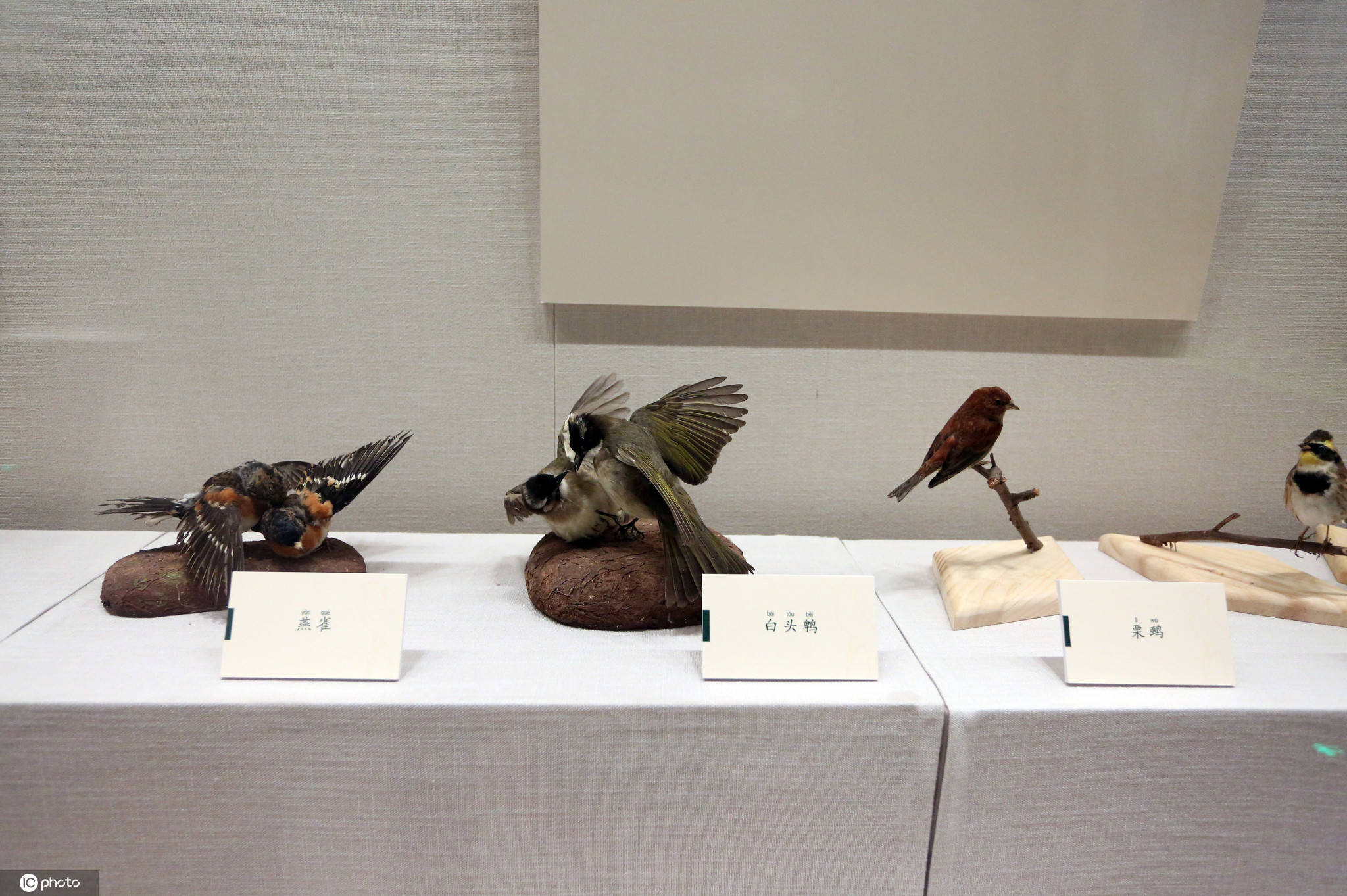 飞羽之美鸟类科学艺术展开展02129件鸟类标本展出