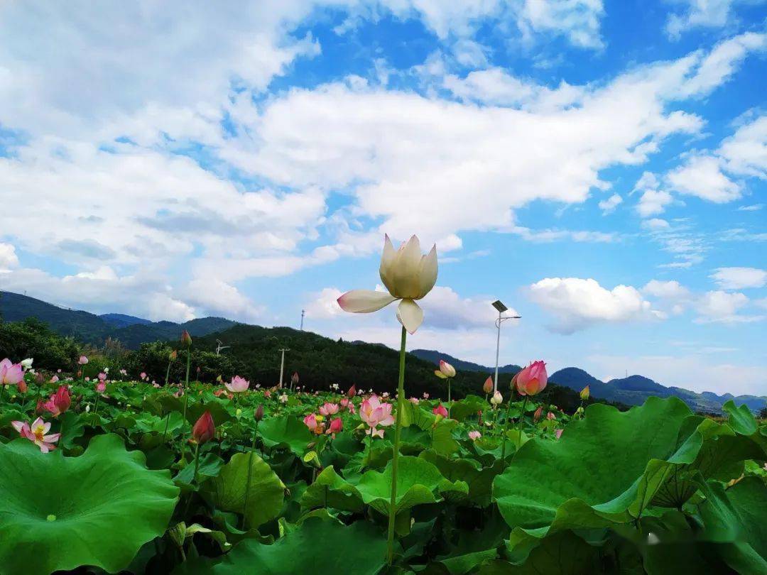 乡居笔记06在乡村遇见夏天