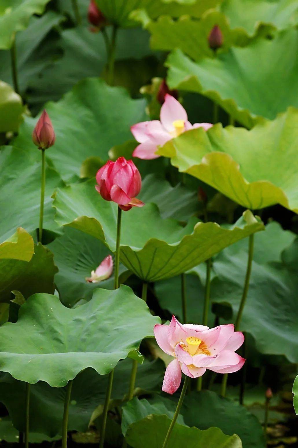 毕竟西湖六月中风光不与四时同