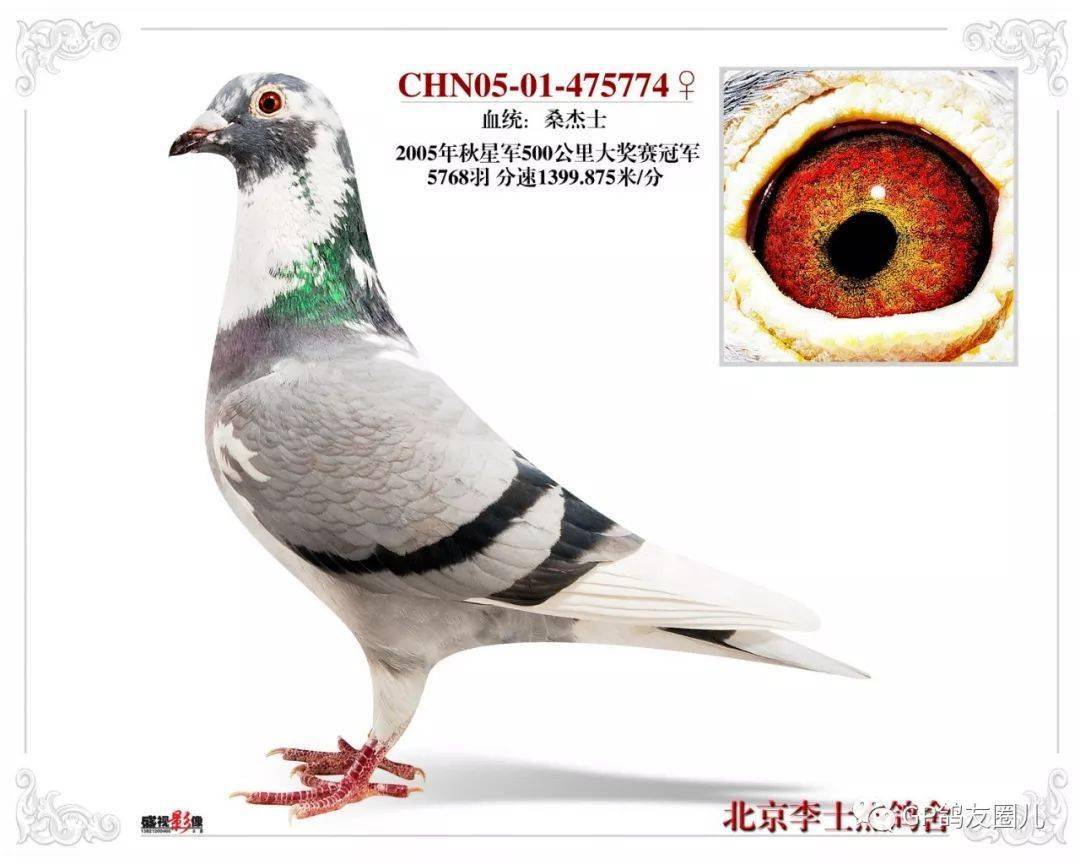 乔斯桑杰士鸽系的特点