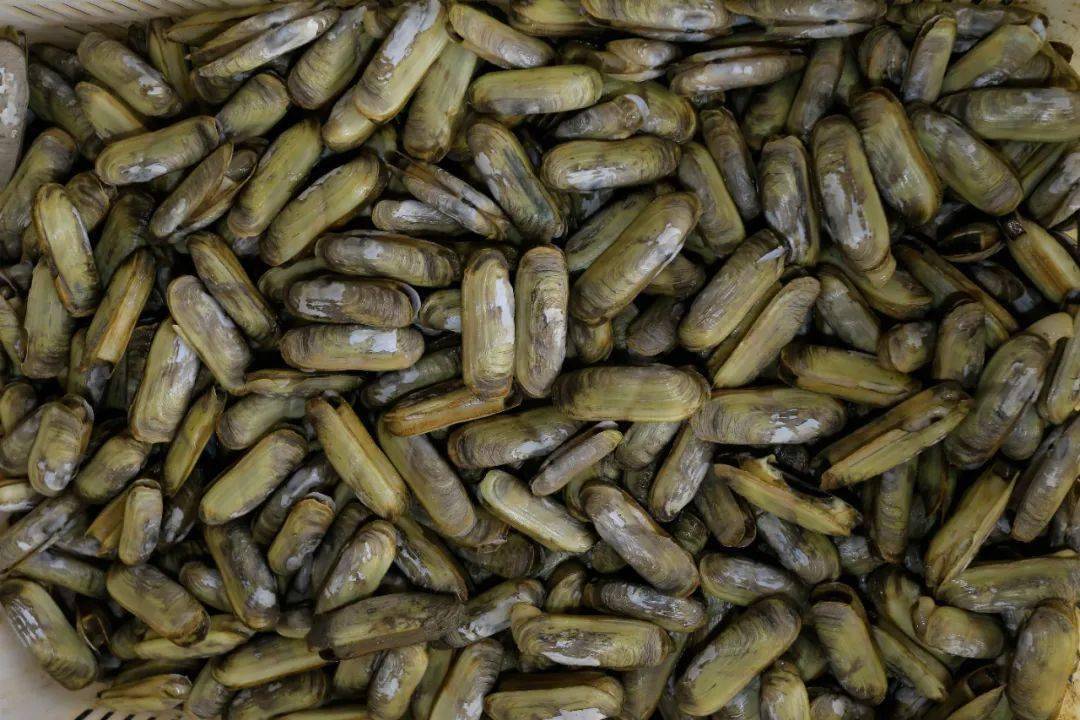 从大海到餐桌三门缢蛏用鲜甜征服你的味蕾