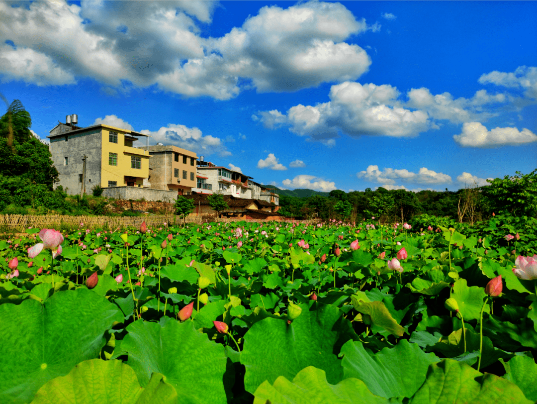 红古田网络扶贫公益行丨看长汀乡镇这样激励性扶贫