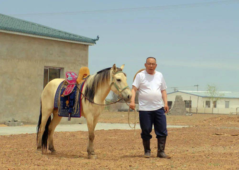 善走的蒙古马乌审马种群在壮大