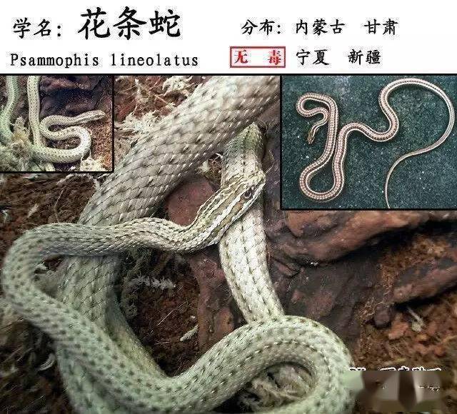 中国54种毒蛇图片名字图片