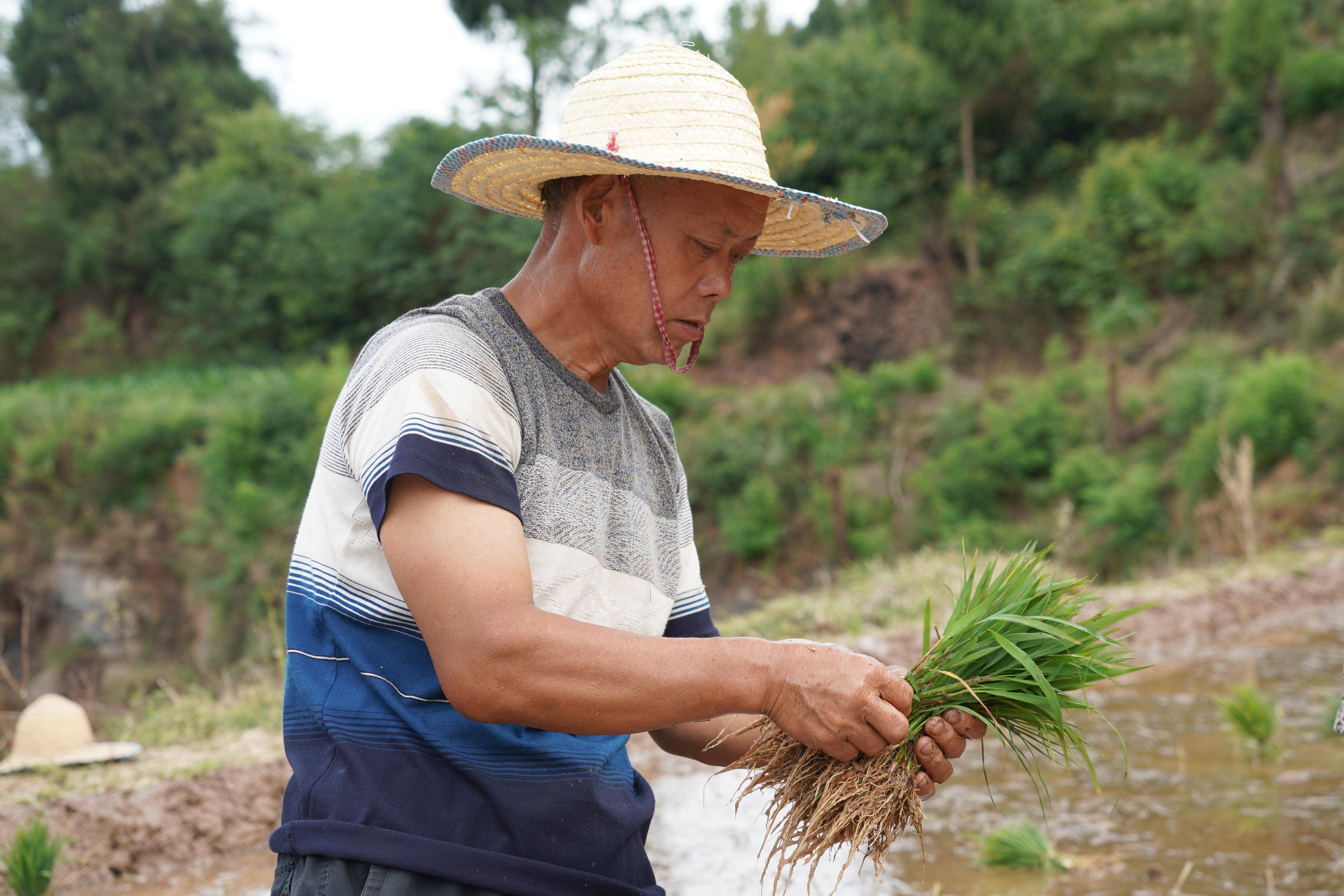 在四川省广元市剑阁县东宝镇,农民抢抓农时进行水稻插秧,田间一派繁忙