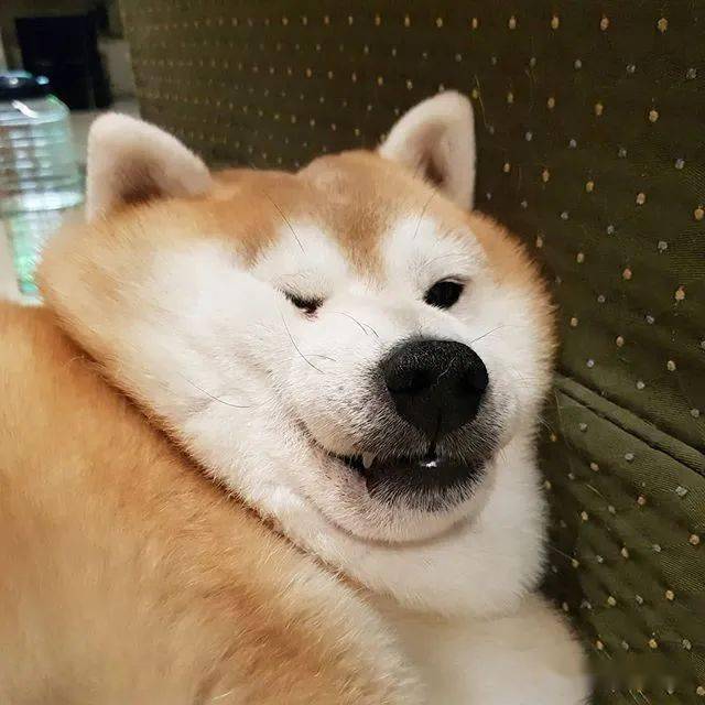 每天只吃一顿饭却仍然浑圆如猪这只胖柴犬可爱得让人心疼啊