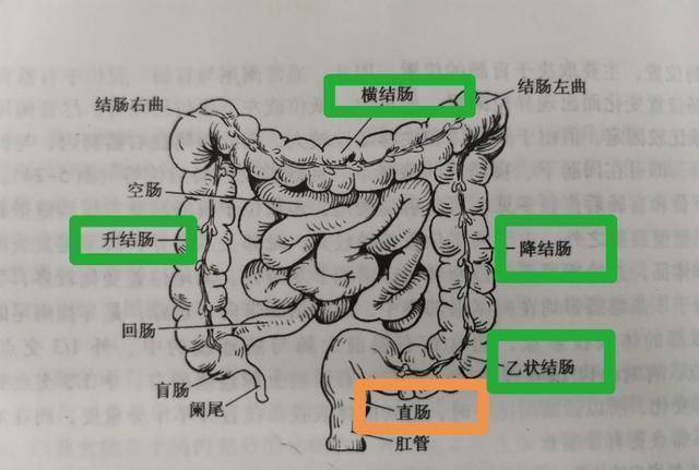 5米长,全程围绕于空肠,回肠的周围,可分为盲肠,阑尾,结肠,直肠和肛管5