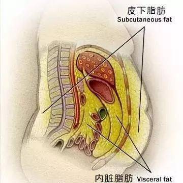 怎樣減內臟脂肪這個你一定要知道