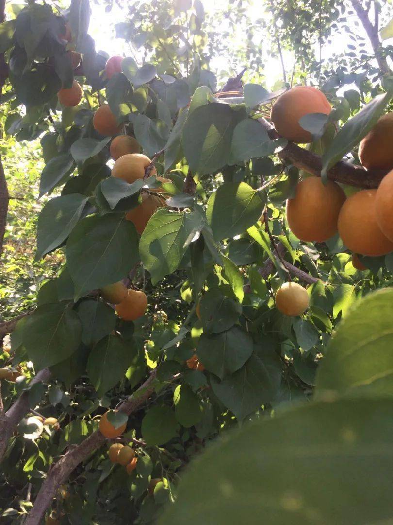 玉田麻山寺脚下的杏可以摘了想采摘的进群报名进园随便吃吃饱了再摘