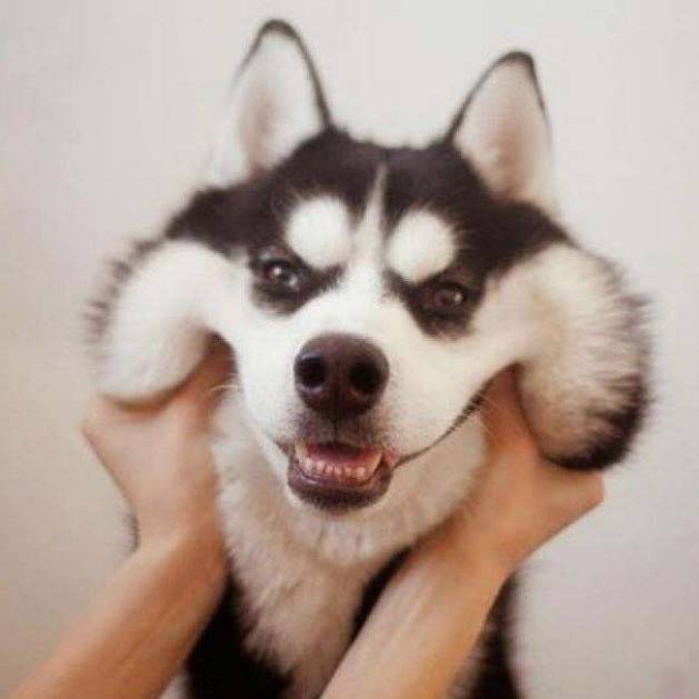 为什么很多人分不清拉布拉多和金毛?_幼犬
