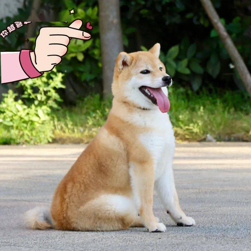 探秘魔都最受宠友追捧的秋田柴犬俱乐部