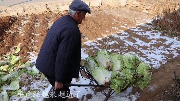 腊月的威海乳山农村大叔忙着从地里挖白菜准备过年