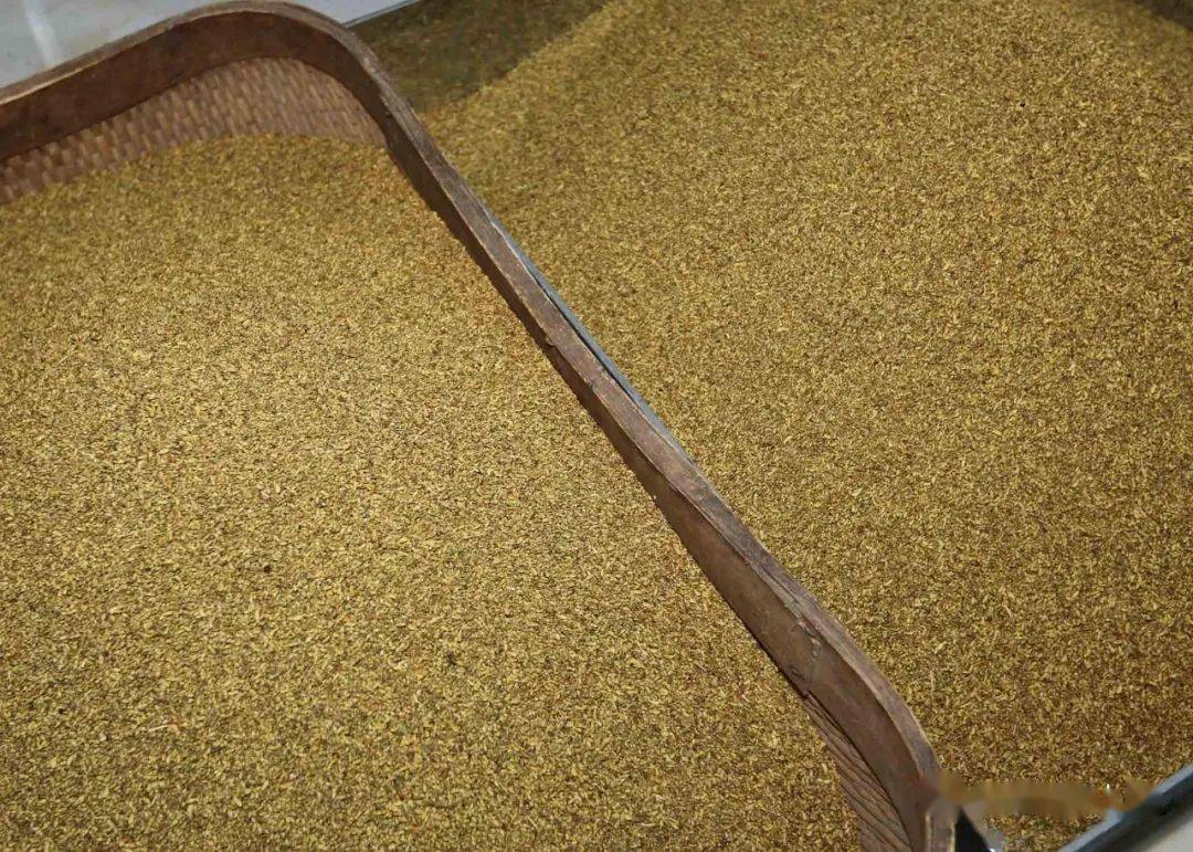 "晋槐香"茶走出山西畅销外省市场_双季槐