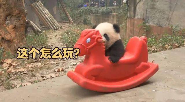 熊猫摇摇椅表情包图片