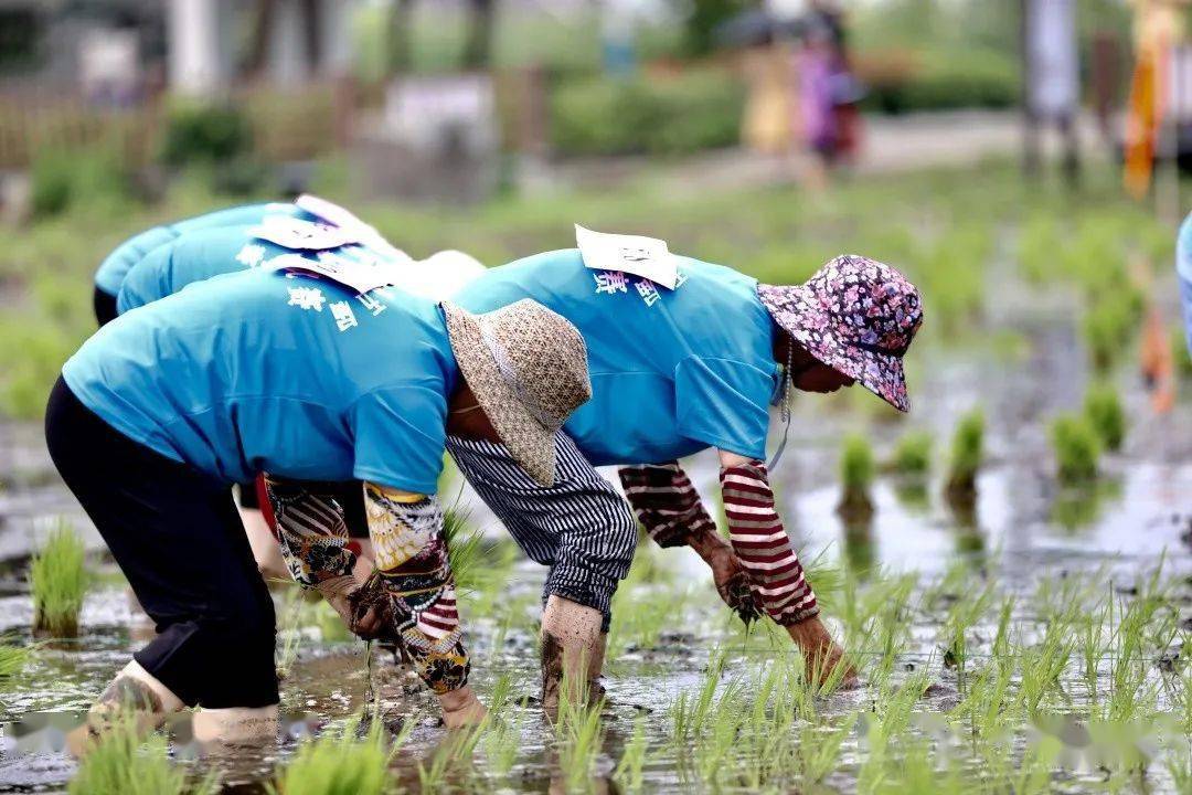 学四史守初心强体魄促健康建农村第五届插秧比赛