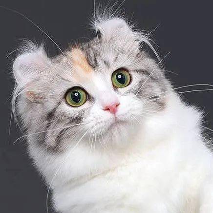 卷耳猫表情包图片