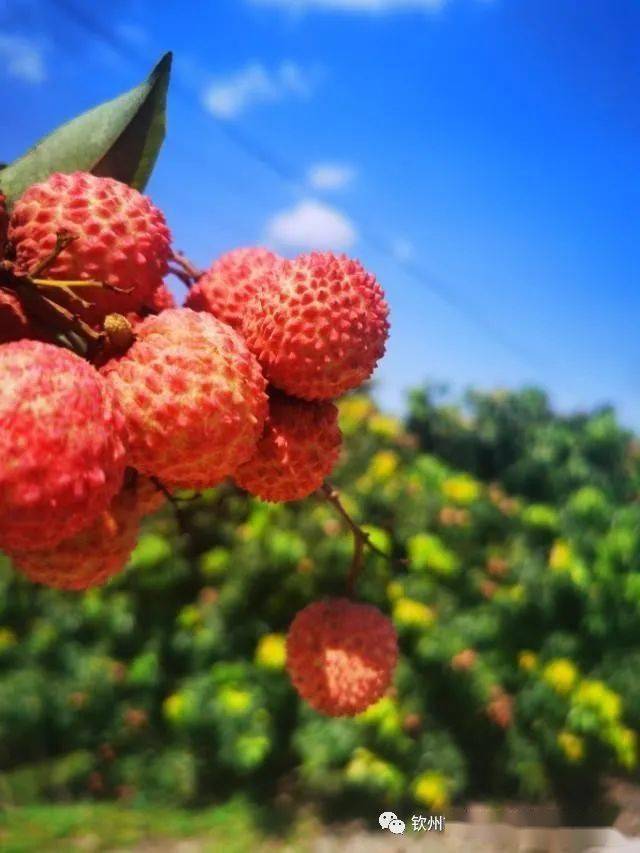 钦州荔枝红了邀你来尝鲜