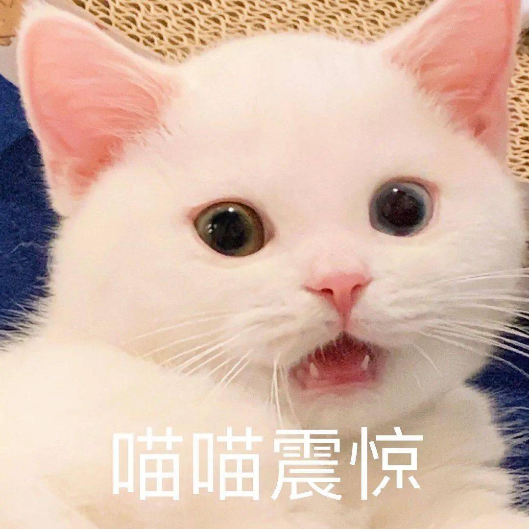 网红猫咪