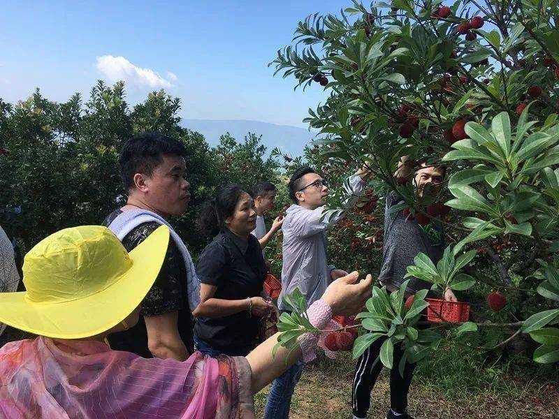 奉上温州杨梅采摘地图,挑个日子走起~_东魁