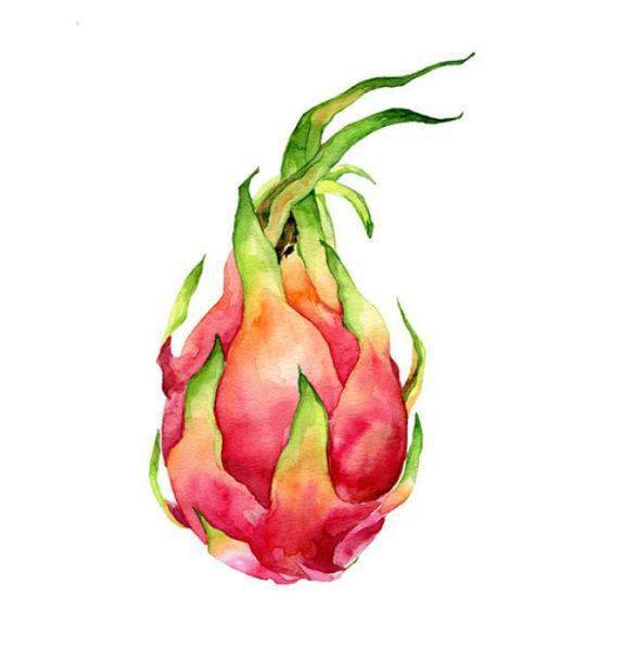 日常的果蔬 | 适合水彩入门练习素材