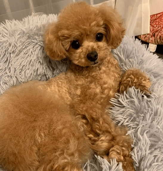 网友家的贵宾,一犯错就这副表情,真是想骂都张不开嘴