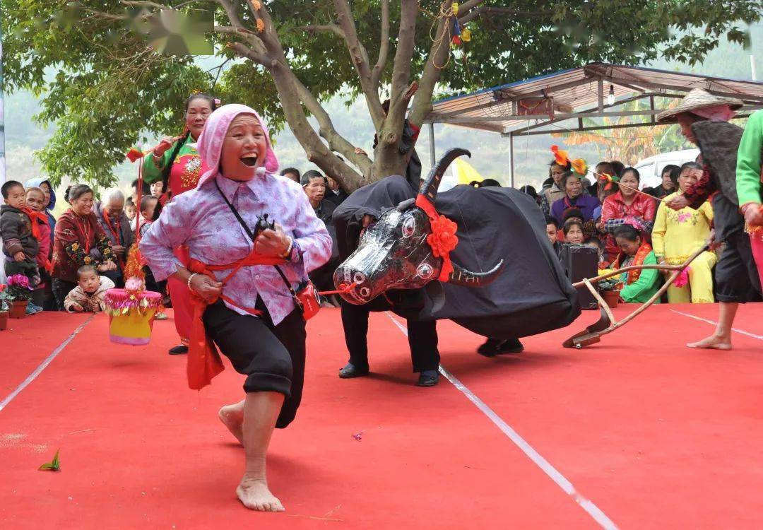 韶关非遗舞春牛富有乡土气息和地方特色的传统舞蹈