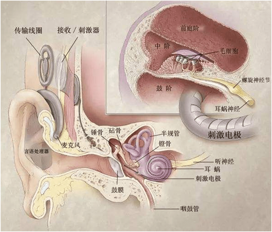 耳蜗的准确位置图图片
