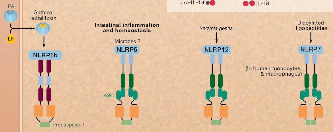 99nlrp1b和nlrp12炎症小體可以分別作為炭疽桿菌致死毒素和鼠疫耶爾