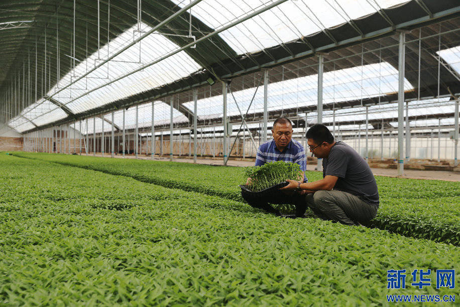 公司集特色种植,育苗,养殖,农畜产品销售为一体,联动周边地区300多名