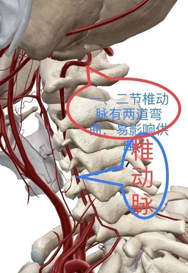 腰椎动脉分布图高清晰图片