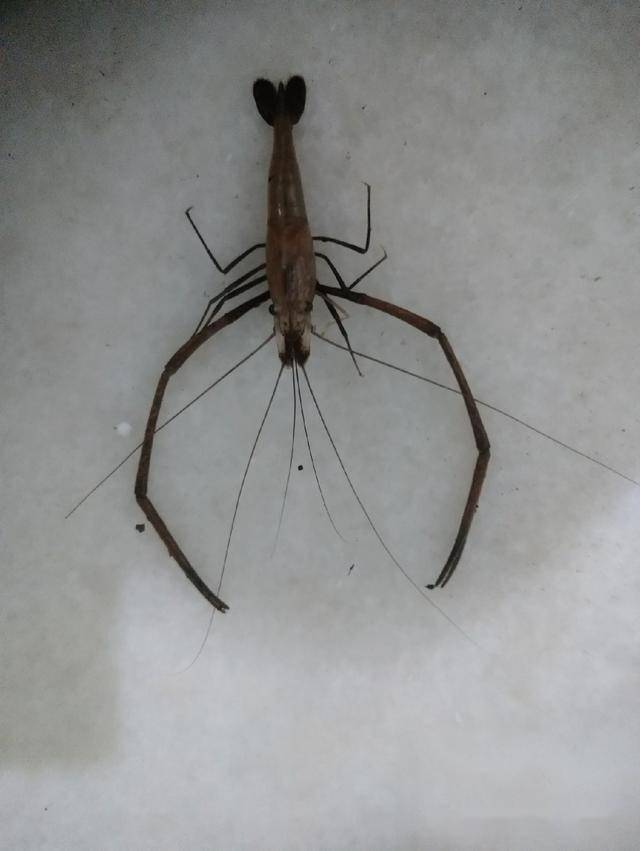 深夜扫黄扑了空遇长脚虾不空军