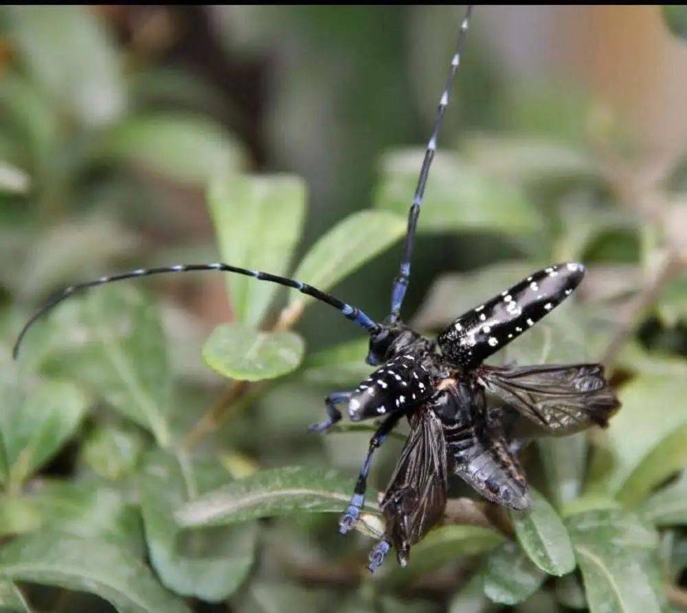 邂逅天牛——总部小二班之亲近自然