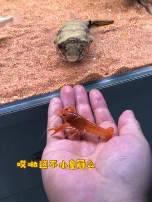 迷之自信呀豚哥带你玩狗头动物成精dou来享乐生活豚哥