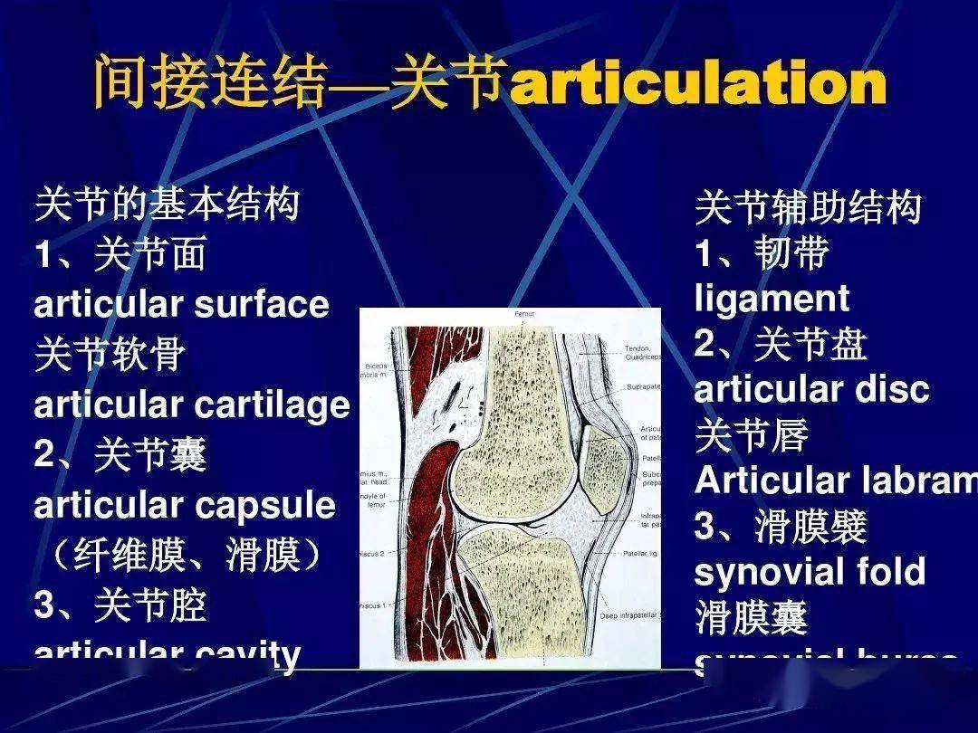 人体关节应用解剖学