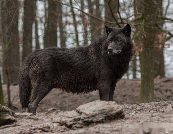 唯一走出国门的中华狼犬被称为黑夜游龙被欧美人追捧