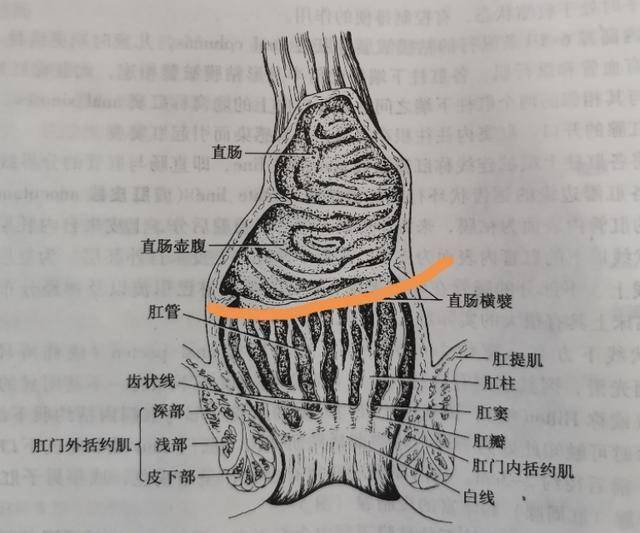 直肠的结构图解图片