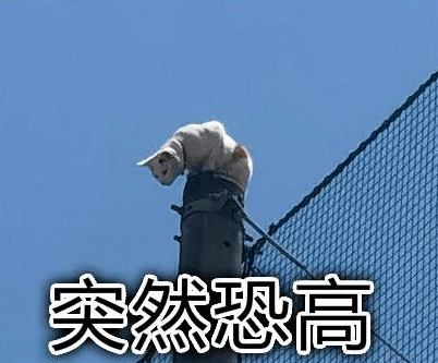 “我用一顿火锅钱，救了一只猫！”