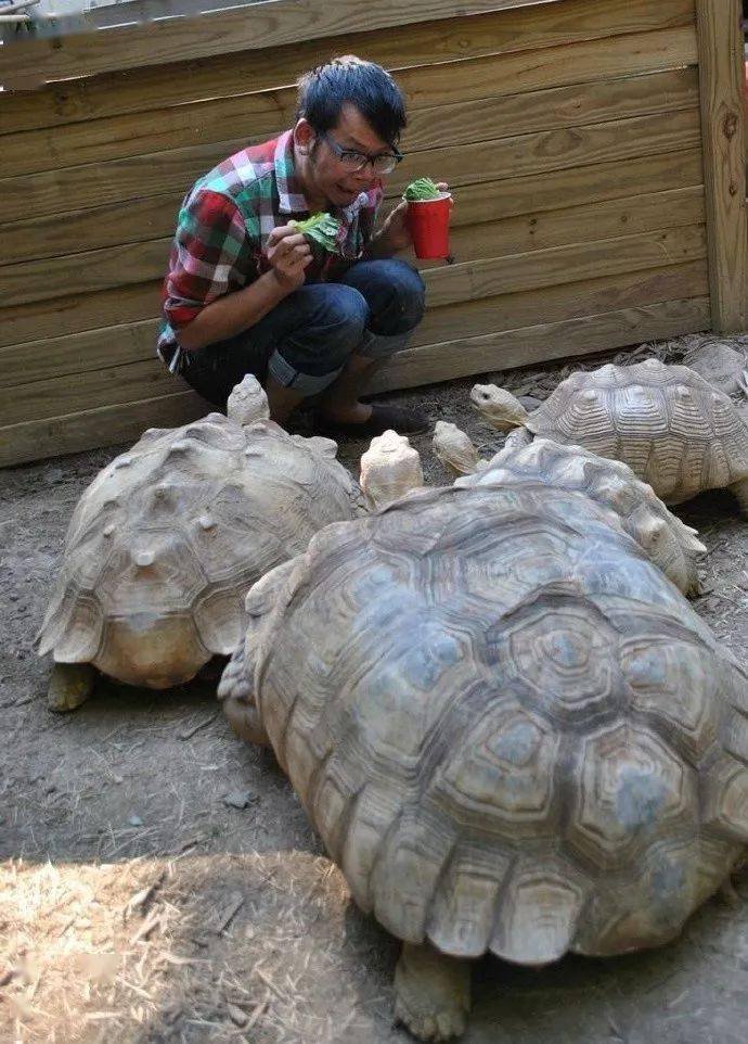 请用一句话证明,你在养龟!