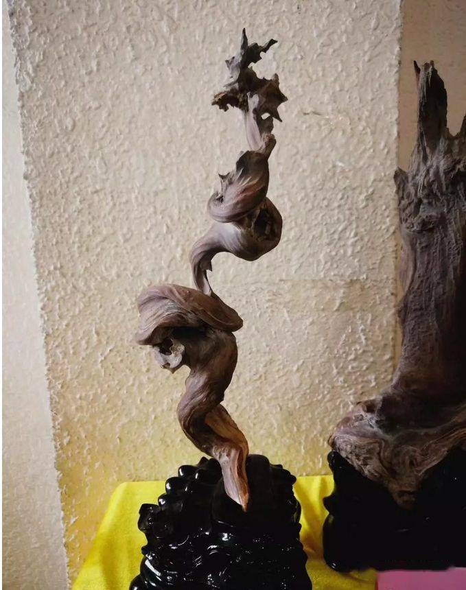 总价值几十个亿,这才是中国太行精品崖柏.