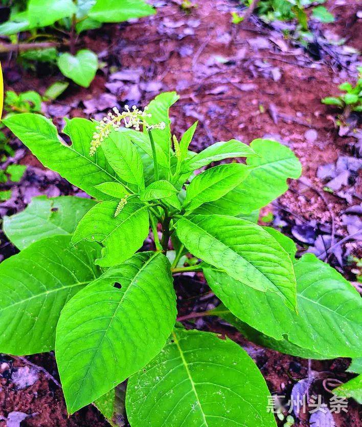 罗浮山下南药香博罗发力南药产业园建设打响惠州中药材种植品牌