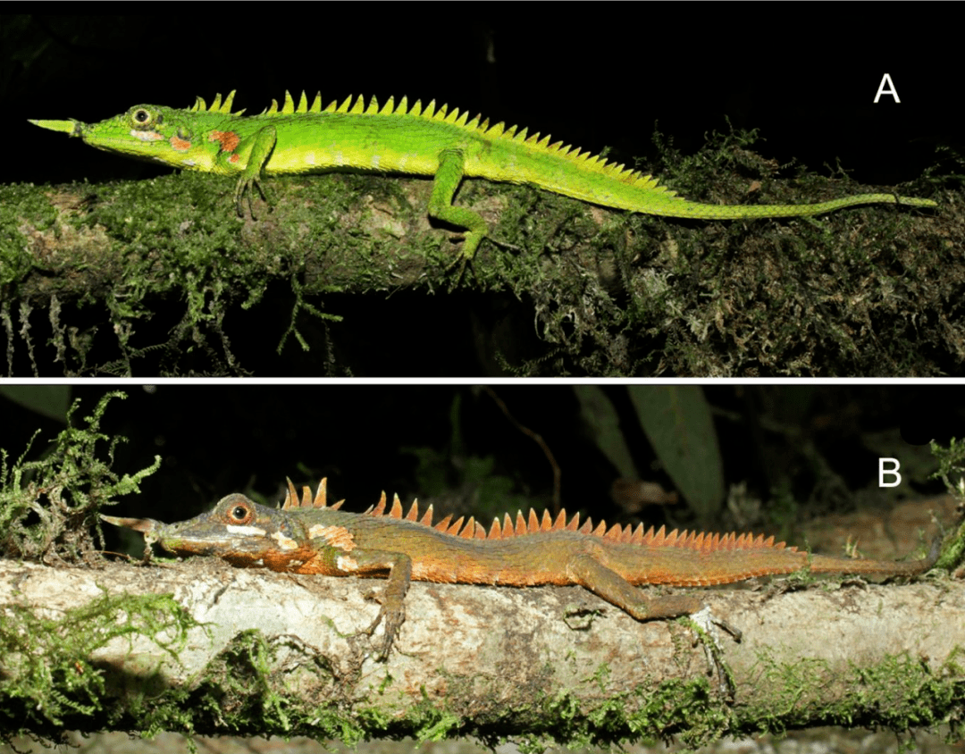 科学家在近130年后,确认再次发现了一种鼻尖长角的罕见蜥蜴!