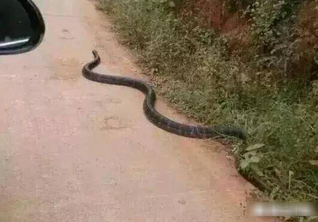 长大约5米的过山峰咬伤,已经过去半小时了还没到医院,有救吗?