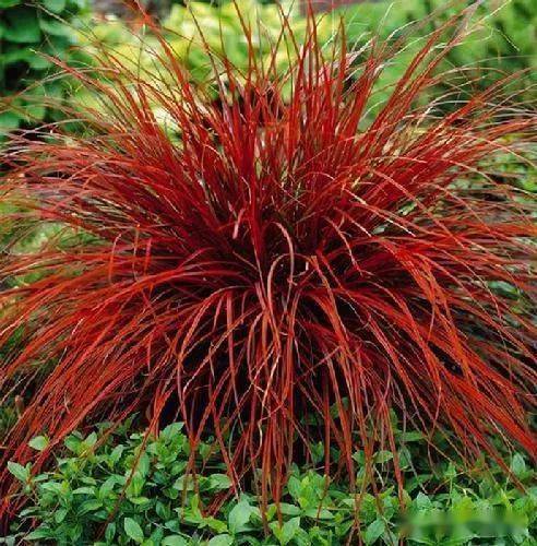 观赏草种类繁多,大多数都是可以进行孤植的,如:橘红苔草,晨光芒,朱蕉
