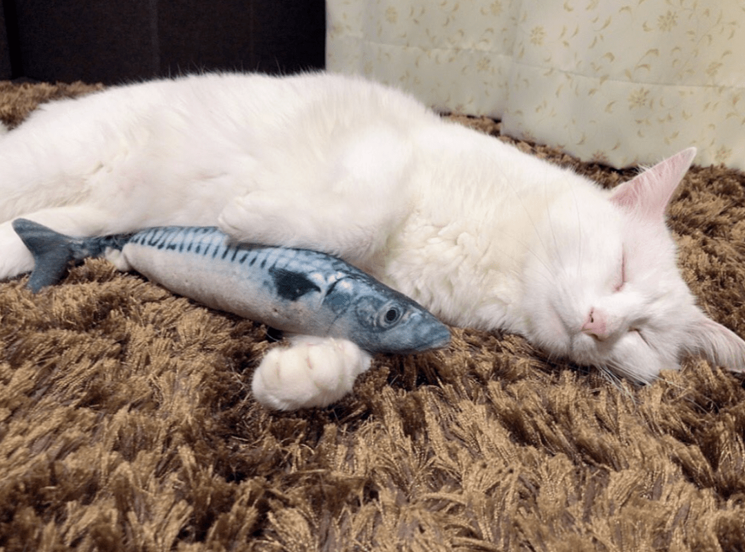 有一说一猫就是馋鱼的身子