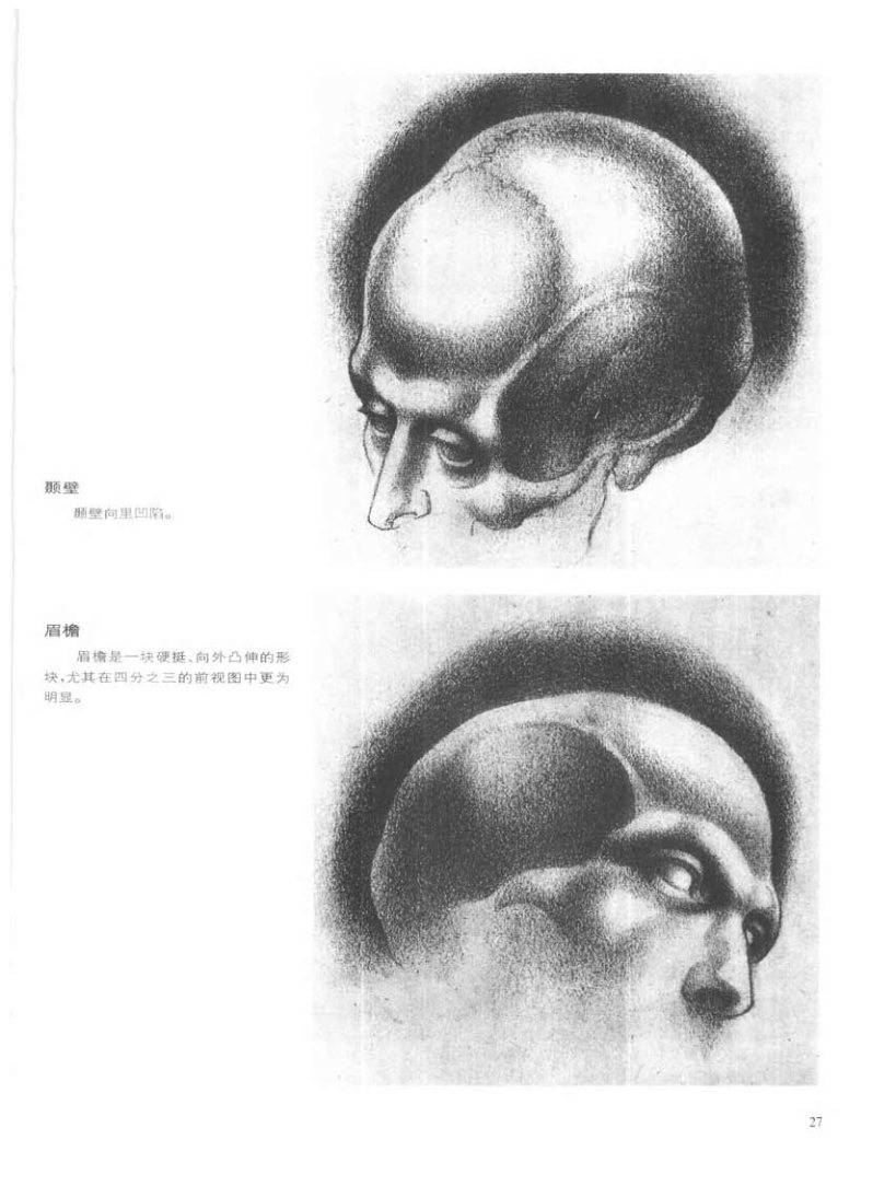 动态素描·头部结构 基本结构和形体 伯恩霍加思