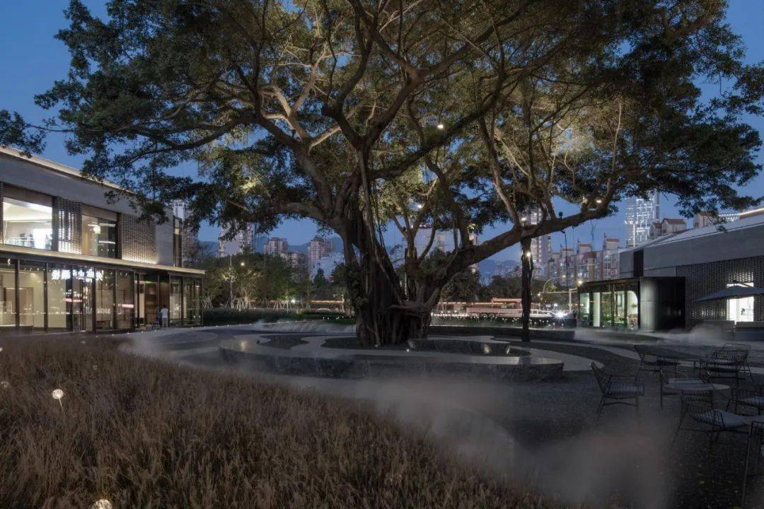 两棵百年古榕树福州阳光城檀境