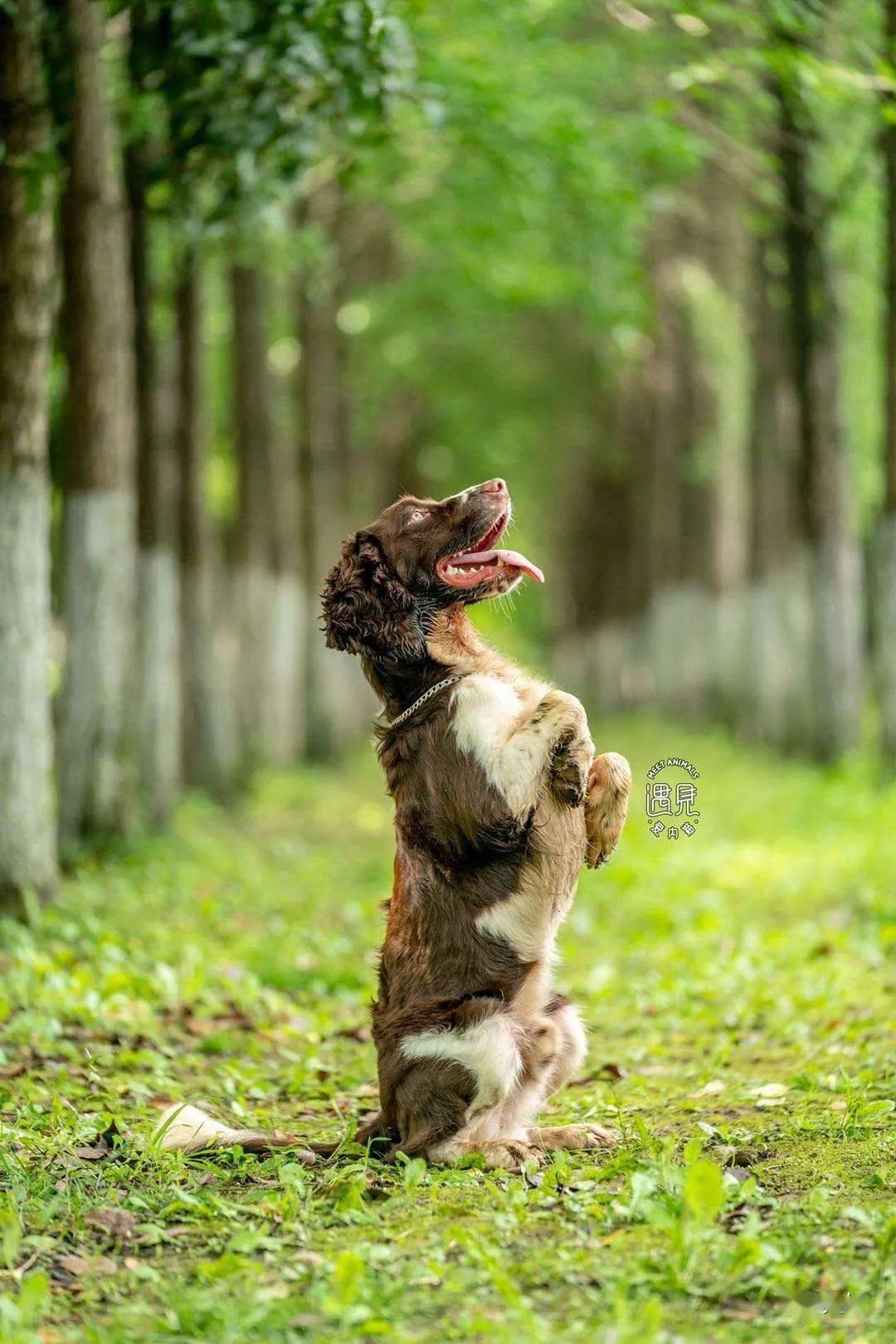 马犬史宾格的高清美图