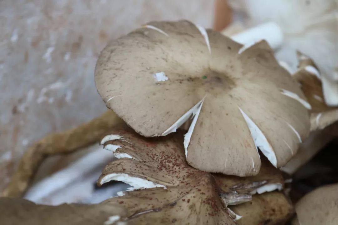 舌尖乐山让乐山人魂牵梦萦的斗鸡菇今年开吃咯