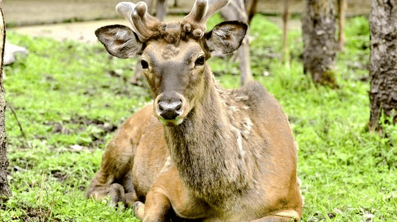 "下午喂野鹿""上午逗猴子"实现也能和小鹿来一场零距离接触不用去日本
