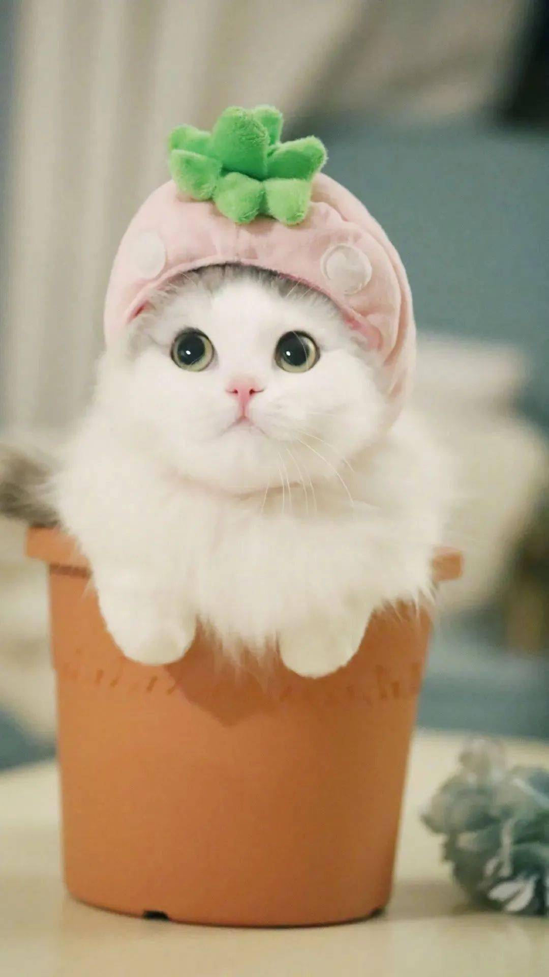 一些很有设计感的壁纸,潮人看过来!